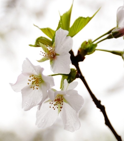 大島桜