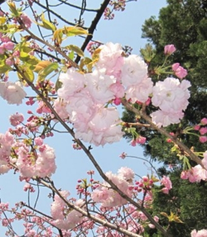 菊桜