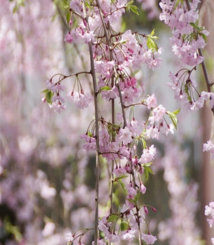 枝垂桜