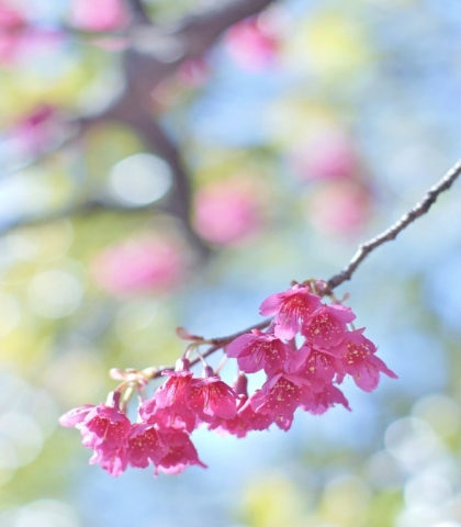 台湾緋桜