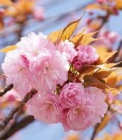 紅提灯