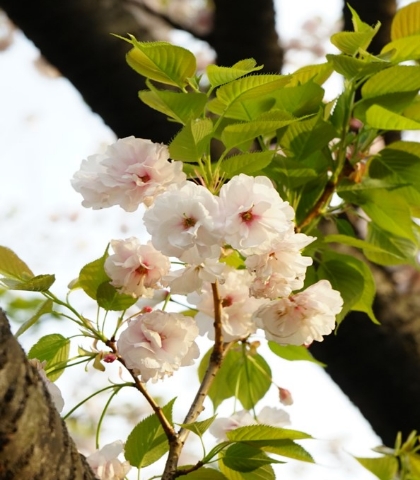 法輪寺